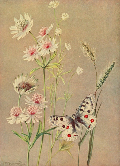 The Flower-fields of Alpine Switzerland 1911 - Flemwell | Dimensions 1610 x 2240 pixels
