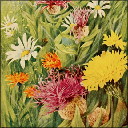 The Flower-fields of Alpine Switzerland 1911 - Flemwell | Digital Download - 25 images