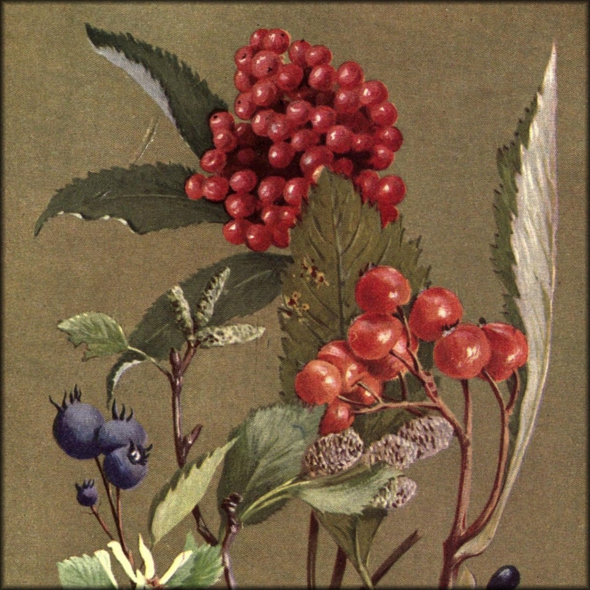 Sub-Alpine Plants 1912 - George Flemwell - 31 images | Digital Download - 31 images