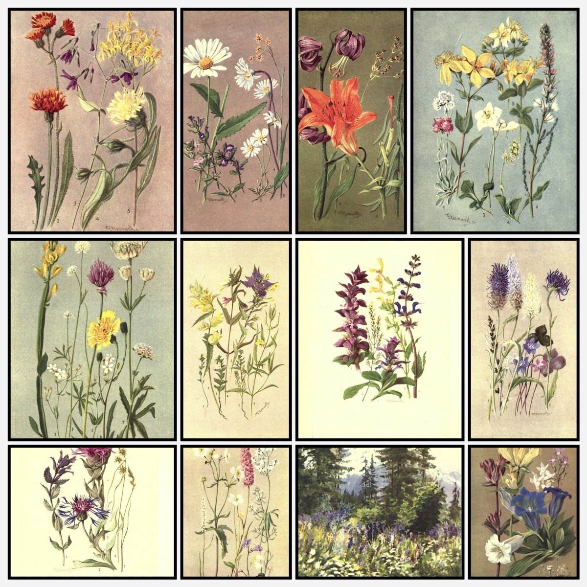 Sub-Alpine Plants 1912 - George Flemwell - 31 images | A snapshot of some of the images