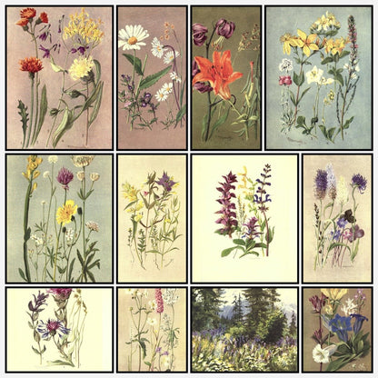 Sub-Alpine Plants 1912 - George Flemwell - 31 images | A snapshot of some of the images