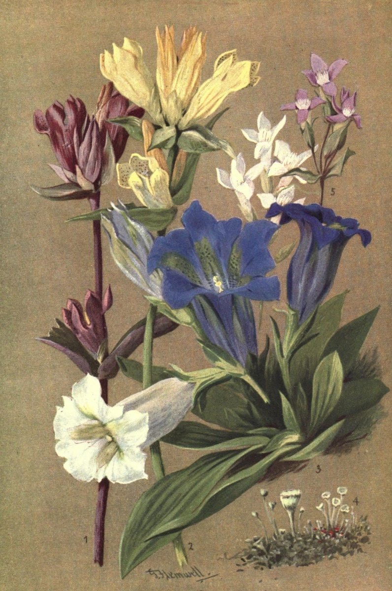 Sub-Alpine Plants 1912 - George Flemwell - 31 images | Dimensions 1932 x 2912 pixels