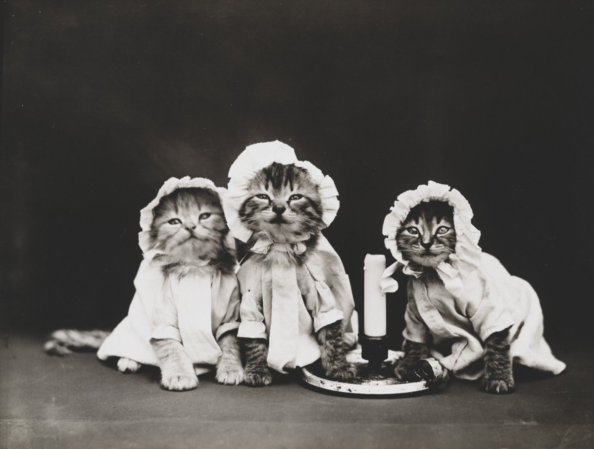 Harry Frees' Cat Photographs to Download | Dimensions 4935 x 3730 pixels