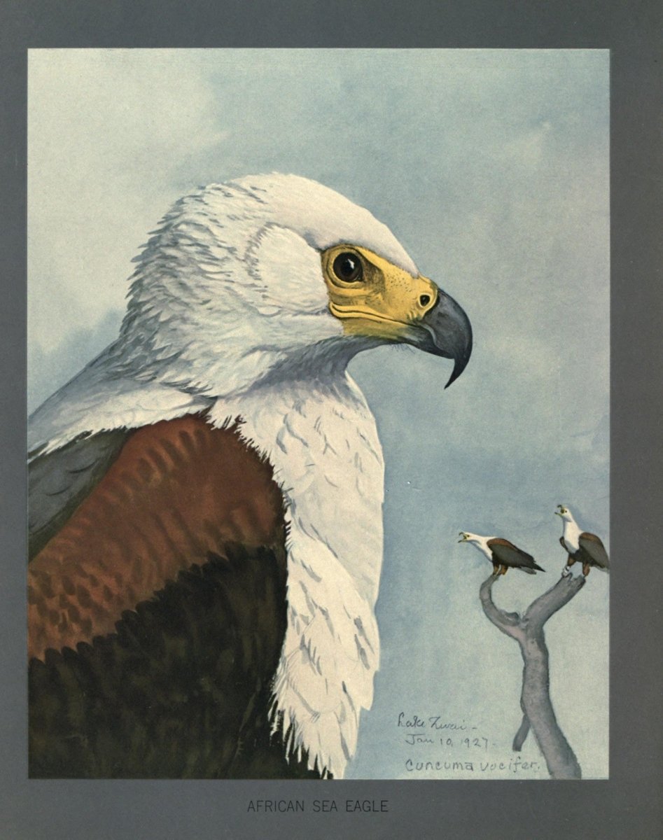 Abyssinian Birds & Mammals, 1930 - Louis A. Fuertes | Dimensions 2712 x 3436 pixels