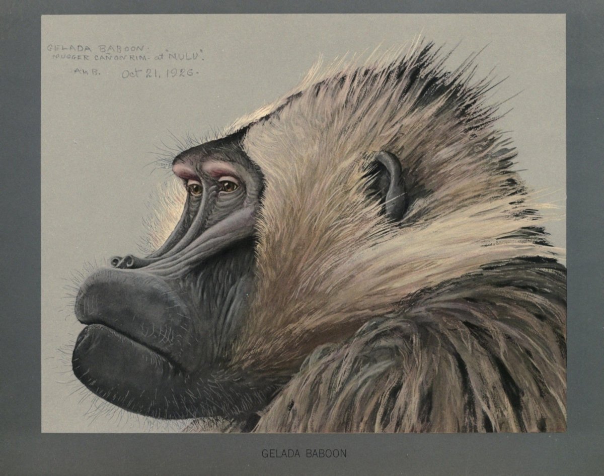Abyssinian Birds & Mammals, 1930 - Louis A. Fuertes | Dimensions 3436 x 2712 pixels