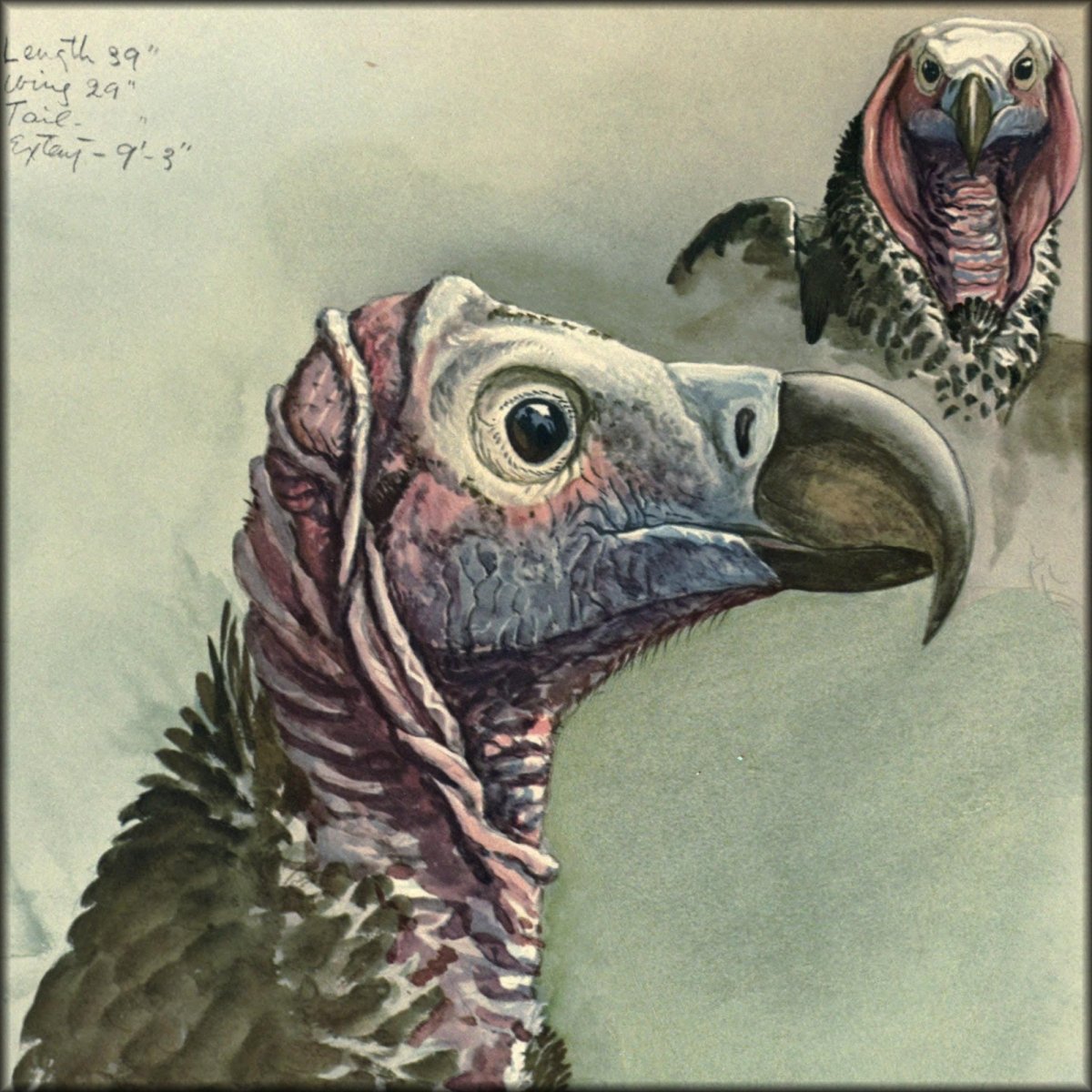 Abyssinian Birds & Mammals, 1930 - Louis A. Fuertes | Digital Download - 32 images
