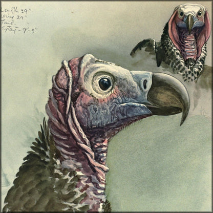 Abyssinian Birds & Mammals, 1930 - Louis A. Fuertes | Digital Download - 32 images