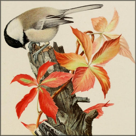 Bird Paintings 1900 - Louis A. Fuertes - 10 images | Digital Download - 10 images