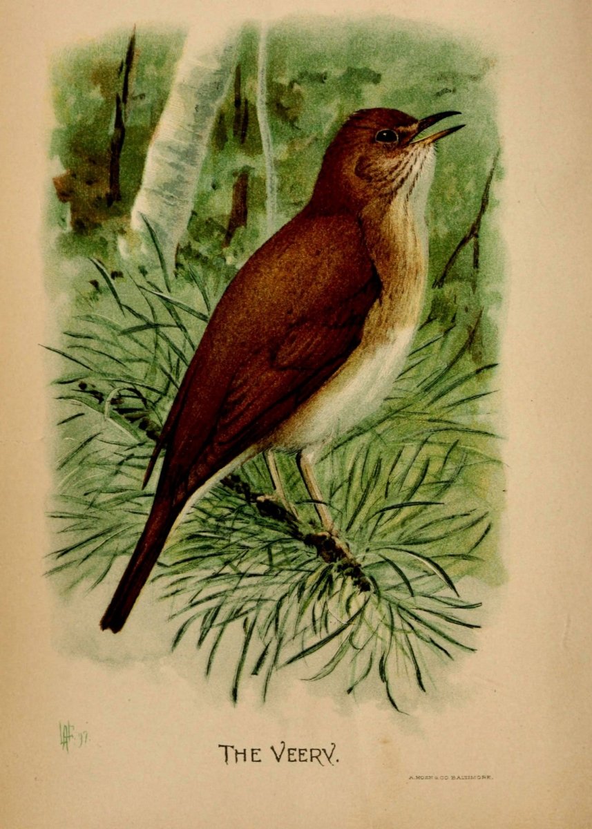Birdcraft 1897 - Louis A. Fuertes - 1 image | Dimensions 2310 x 3234 pixels