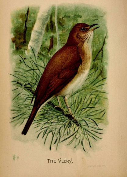 Birdcraft 1897 - Louis A. Fuertes - 1 image | Dimensions 2310 x 3234 pixels