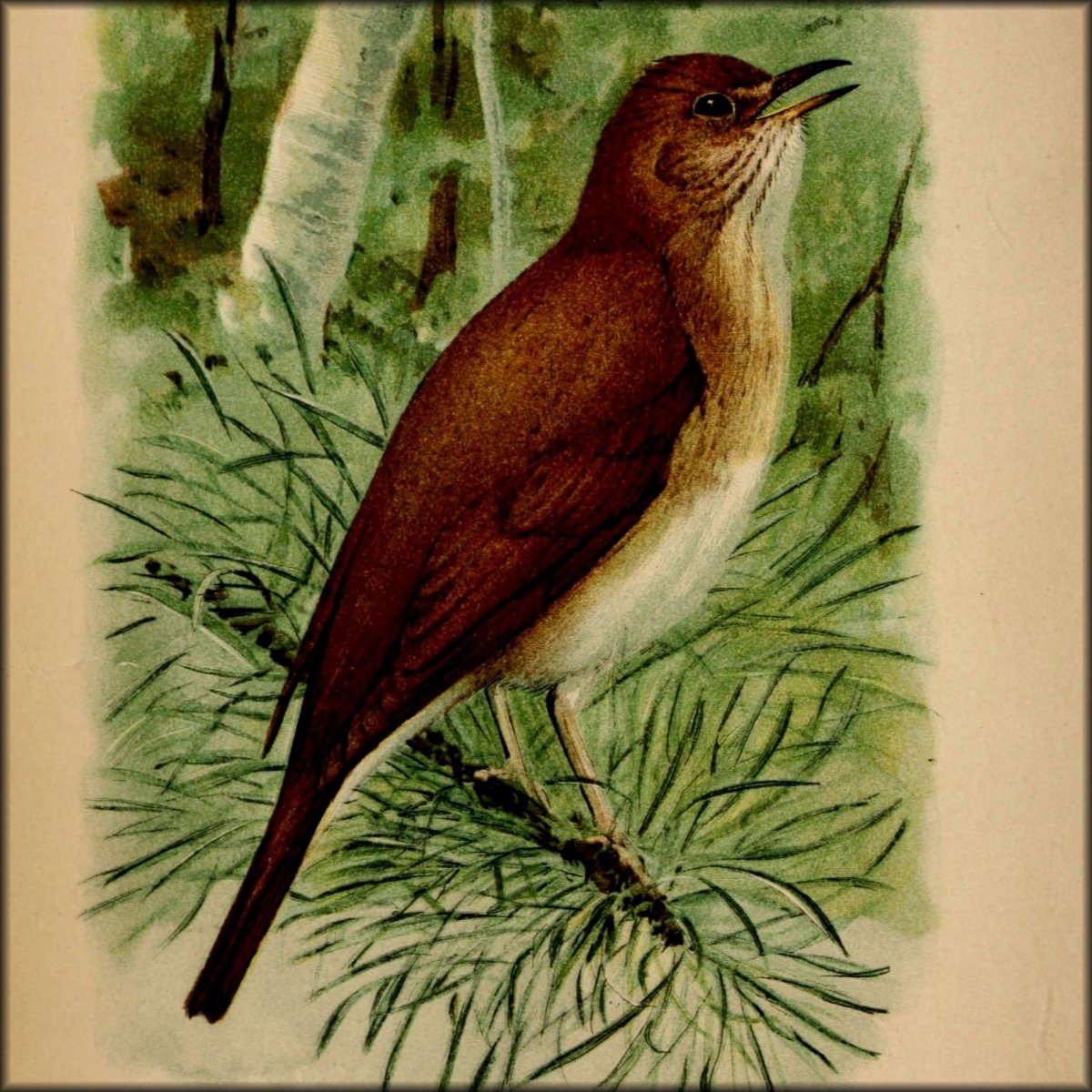 Birdcraft 1897 - Louis A. Fuertes - 1 image | Digital Download - 1 image