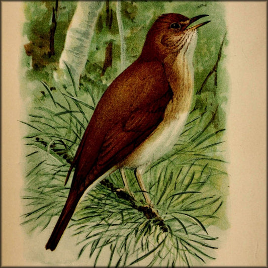 Birdcraft 1897 - Louis A. Fuertes - 1 image | Digital Download - 1 image