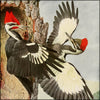 Birds of America 1923 - Louis A. Fuertes (1874-1927) - 23 images