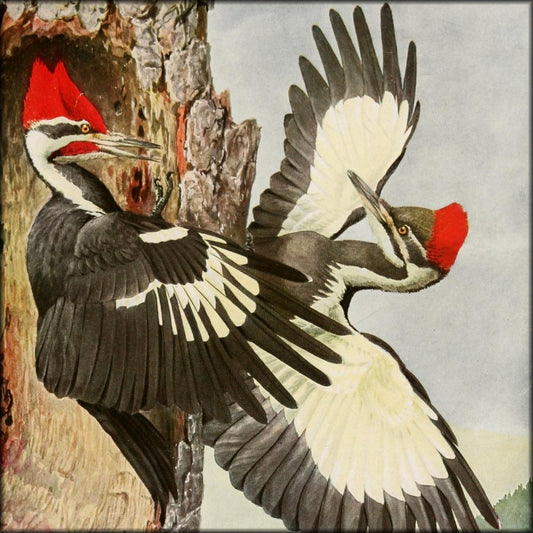Birds of America 1923 - Louis A. Fuertes | Digital Download - 23 images