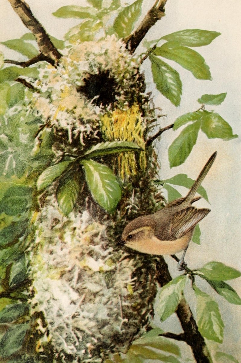 Birds of California in Relation to the Fruit Industry 1910 | Dimensions 2130 x 3204 pixels