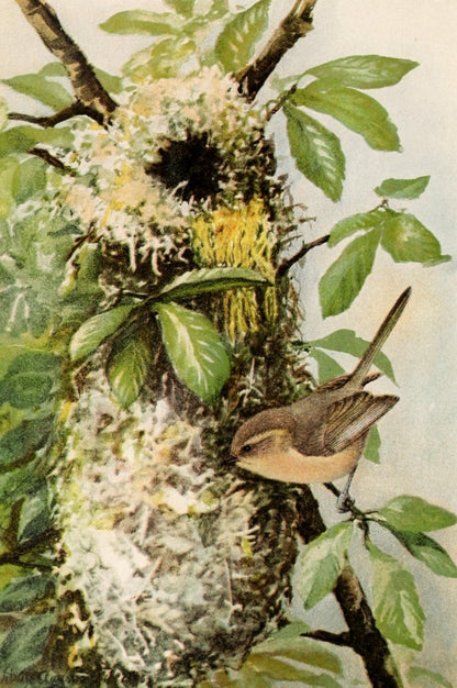 Birds of California in Relation to the Fruit Industry 1910 | Dimensions 2130 x 3204 pixels
