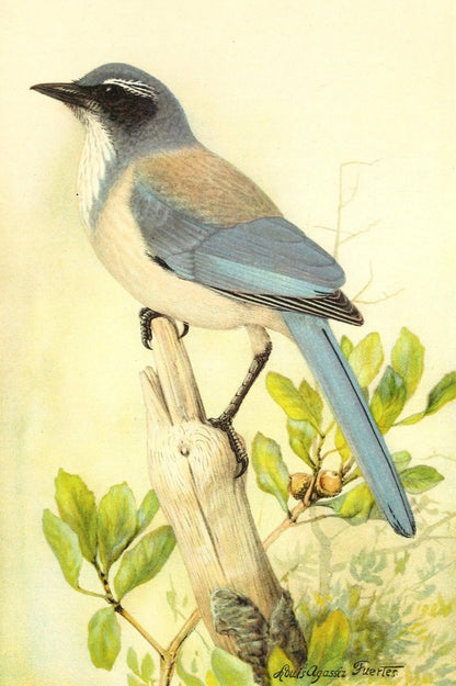 Birds of California in Relation to the Fruit Industry 1910 | Dimensions 2106 x 3162 pixels