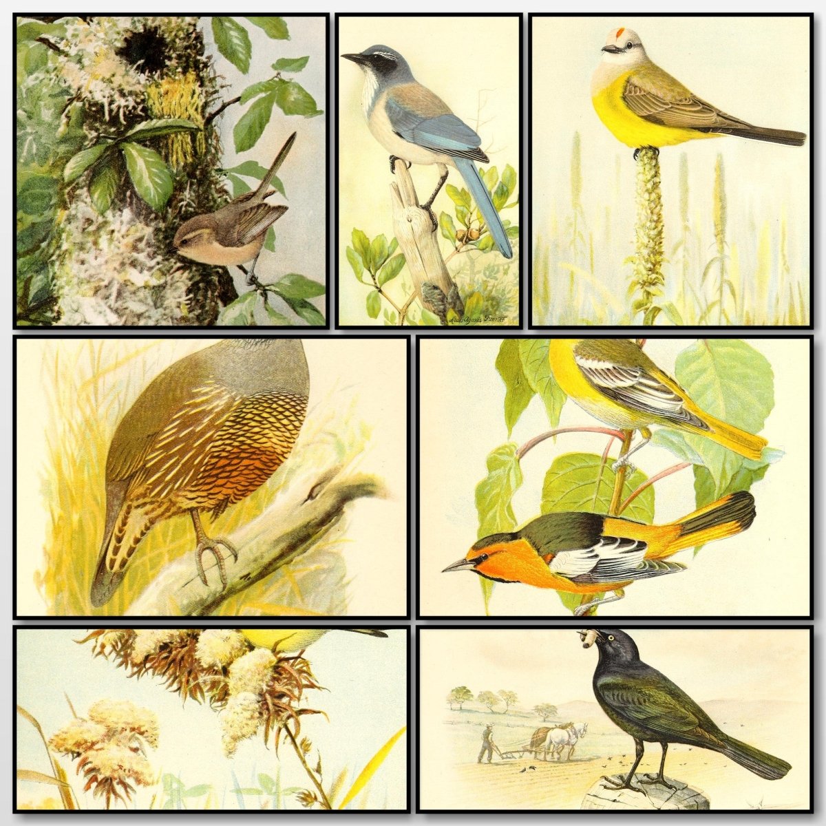 Birds of California in Relation to the Fruit Industry 1910 | A snapshot of the images