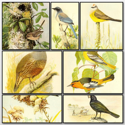 Birds of California in Relation to the Fruit Industry 1910 | A snapshot of the images