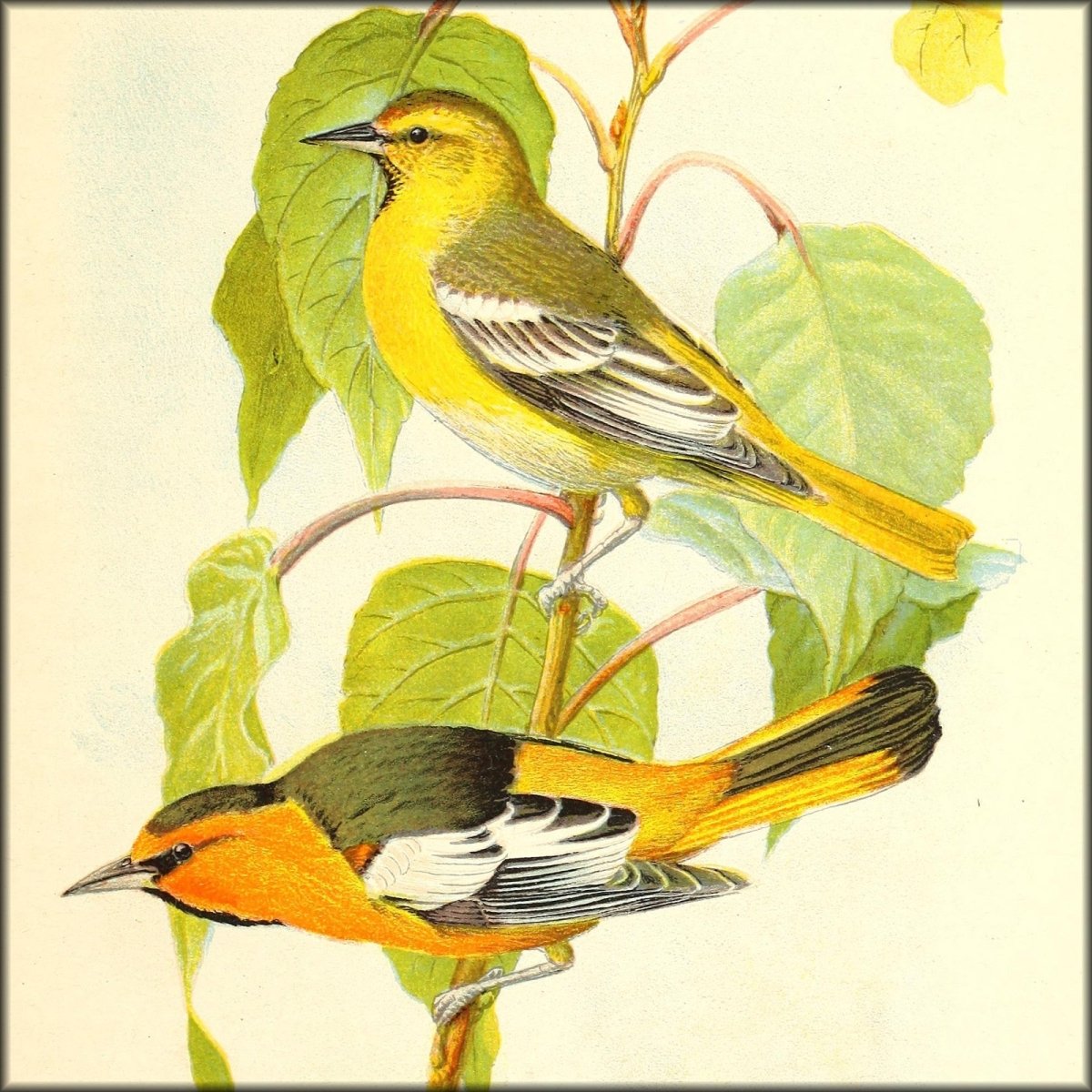 Birds of California in Relation to the Fruit Industry 1910 | Digital Download - 7 images