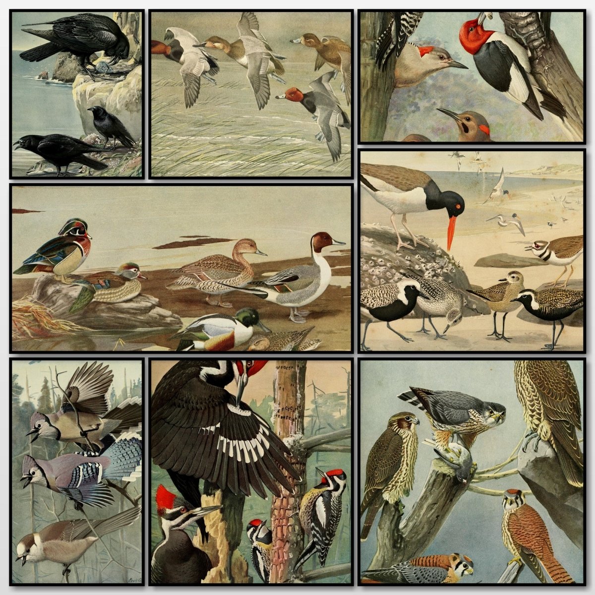 Birds of Massachusetts 1925 - Louis A. Fuertes - 60 images | A snapshot of some of the images