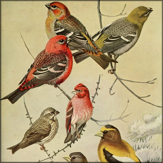 Birds of Massachusetts 1925 - Louis A. Fuertes - 60 images | Digital Download - 60 images