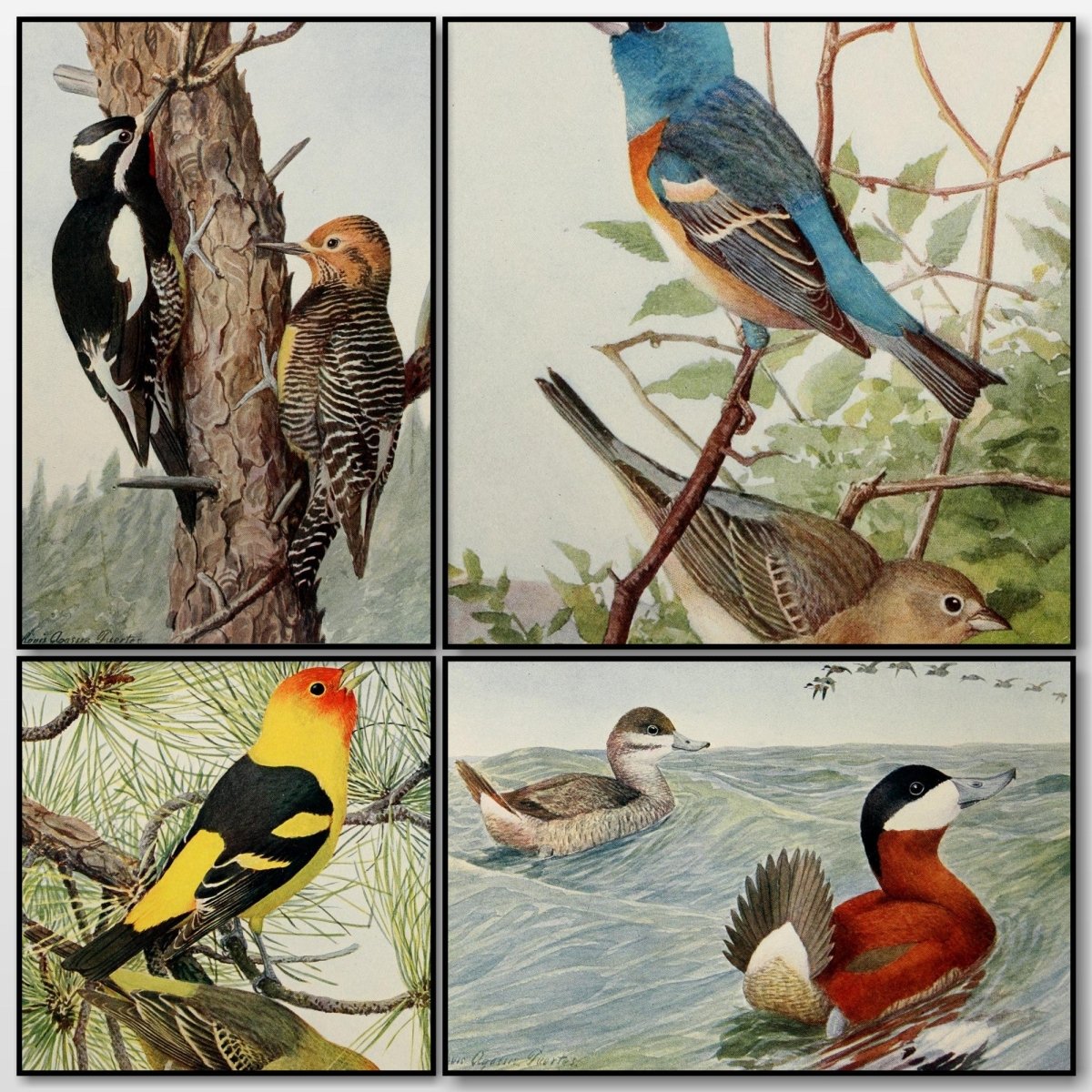 Birds of the Rockies 1902 - Louis A. Fuertes - 4 images | A snapshot of the images