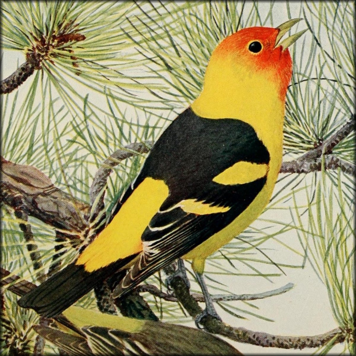 Birds of the Rockies 1902 - Louis A. Fuertes - 4 images | Digital Download - 4 images