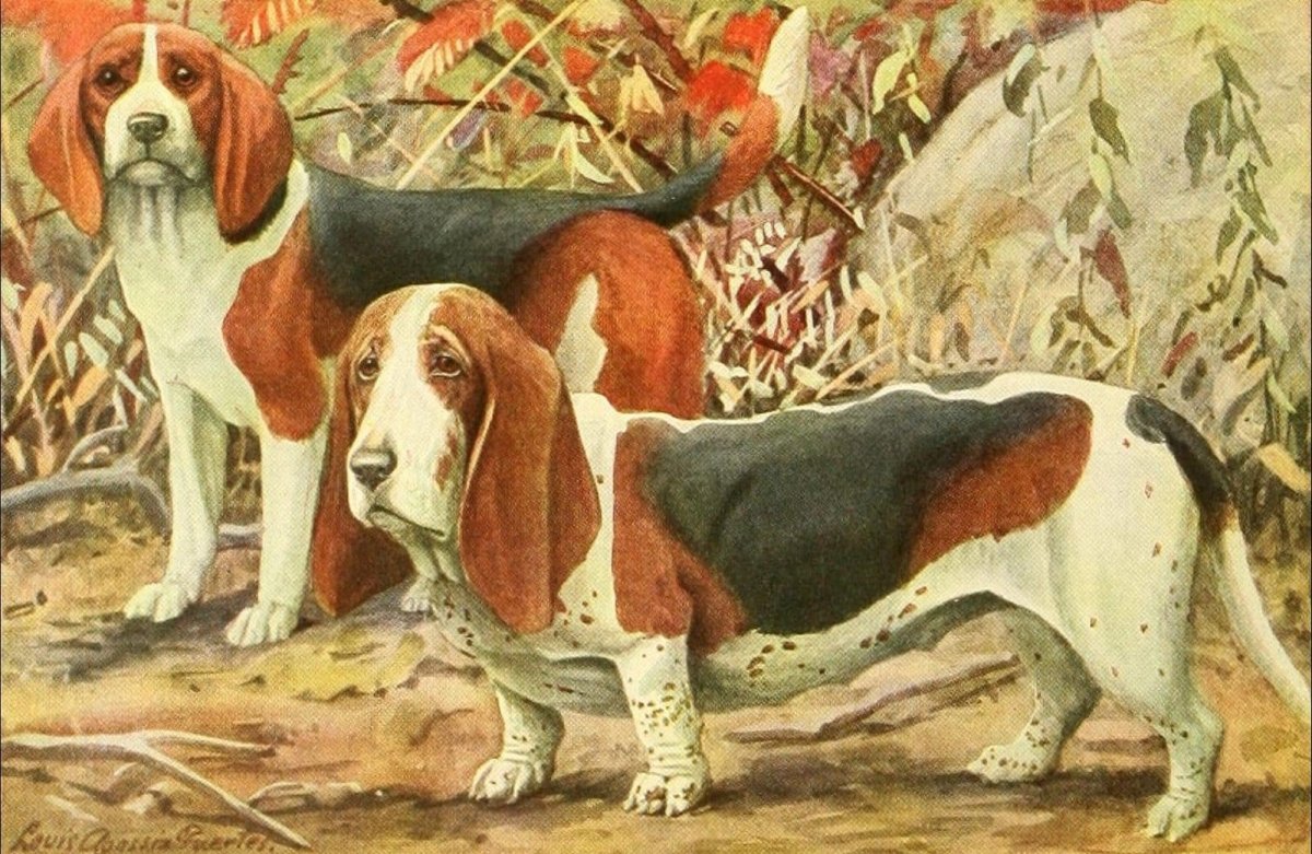 The Book of Dogs, 1919 - Louis A. Fuertes - 45 images | Dimensions 1655 x 1077 pixels