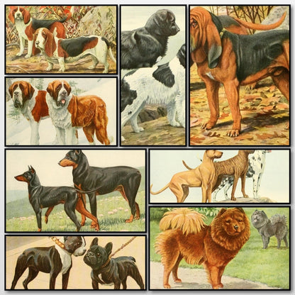 The Book of Dogs, 1919 - Louis A. Fuertes - 45 images | A snapshot of some of the images