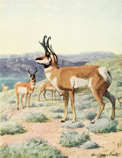 The Burgess Animal Book for Children, 1920 - Fuertes | Dimensions 1876 x 2420 pixels