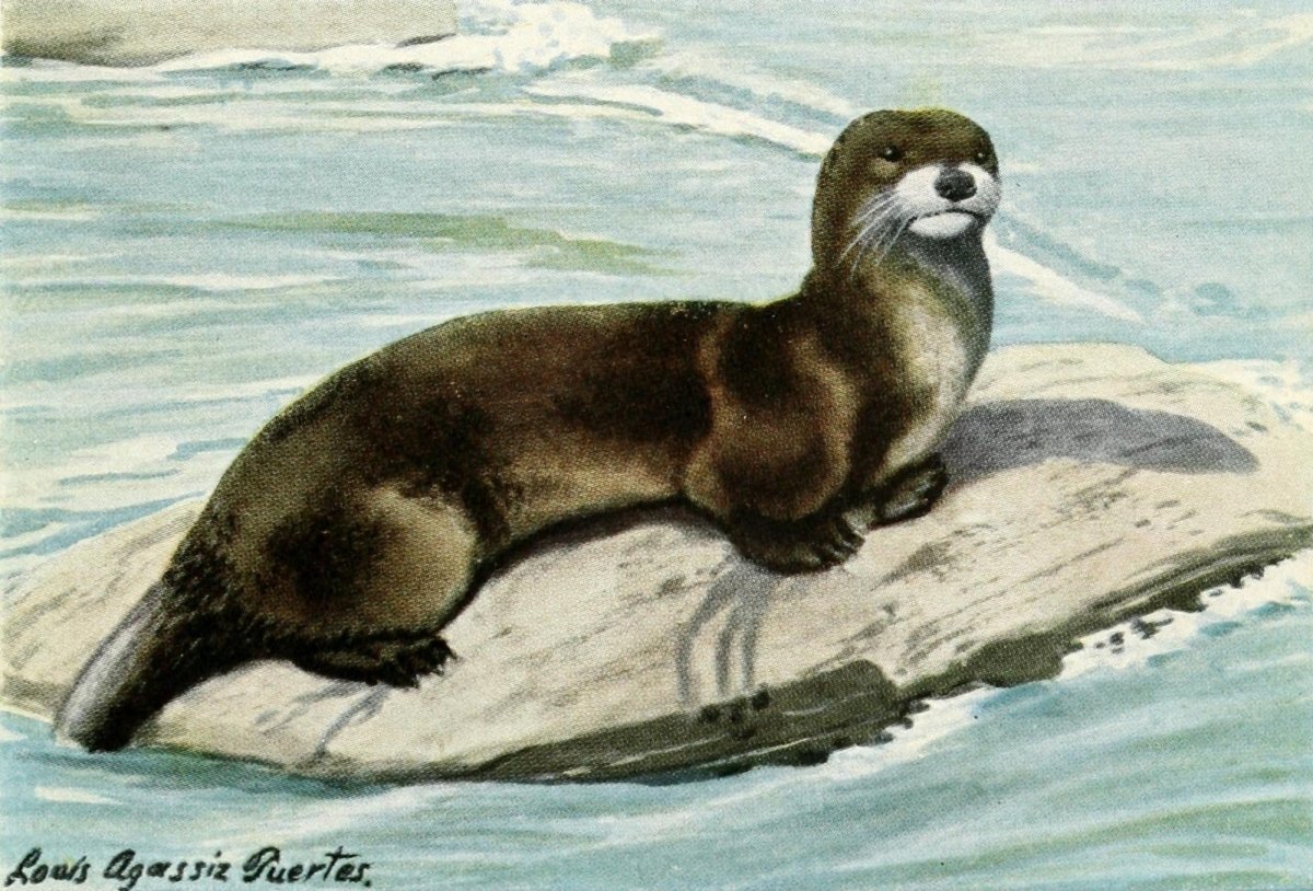 The Burgess Animal Book for Children, 1920 - Fuertes | Dimensions 1840 x 1248 pixels