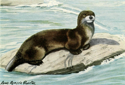 The Burgess Animal Book for Children, 1920 - Fuertes | Dimensions 1840 x 1248 pixels