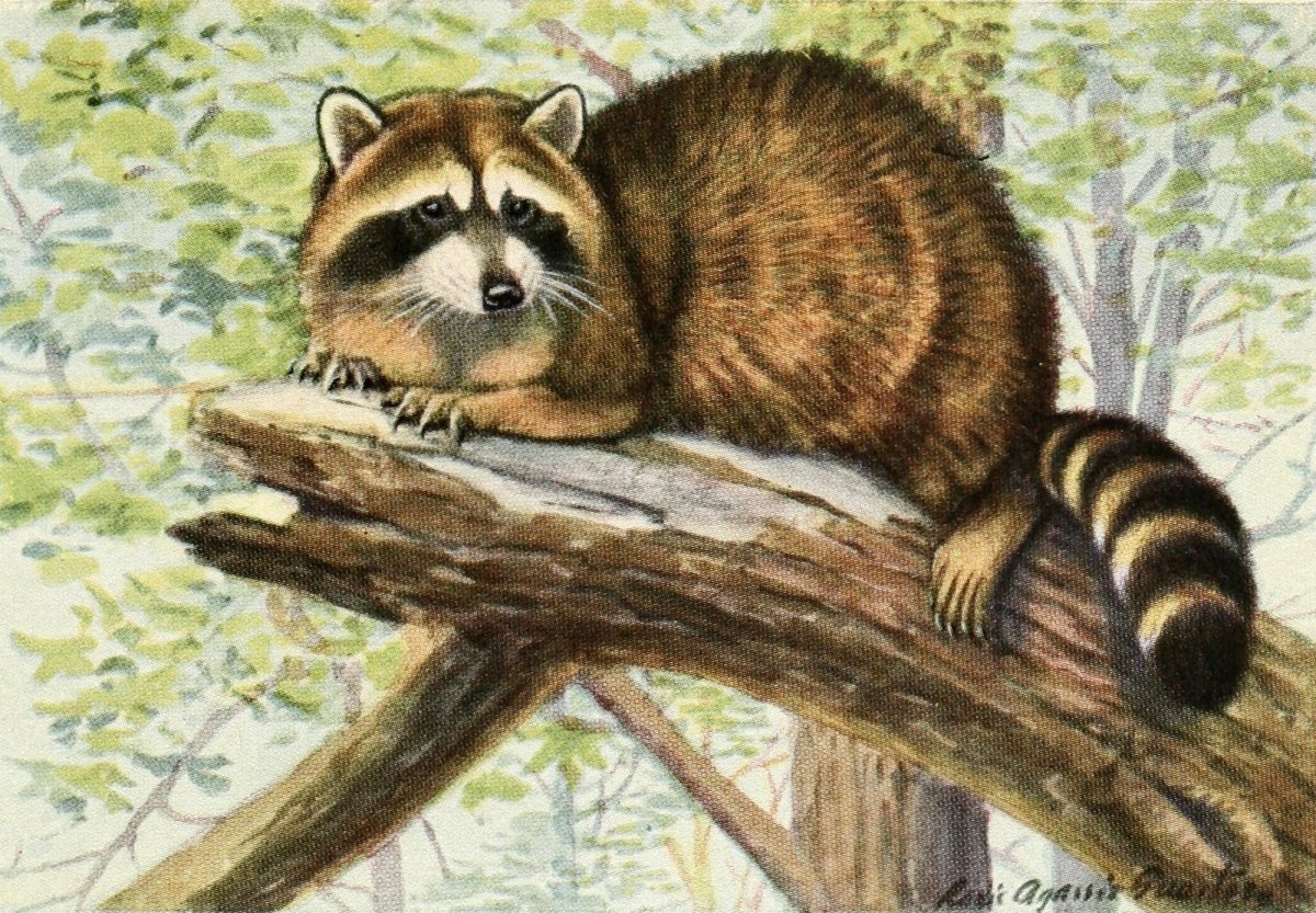 The Burgess Animal Book for Children, 1920 - Fuertes | Dimensions 1808 x 1256 pixels