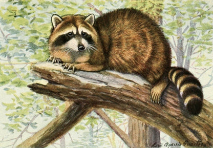 The Burgess Animal Book for Children, 1920 - Fuertes | Dimensions 1808 x 1256 pixels
