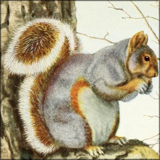 The Burgess Animal Book for Children, 1920 - Fuertes | Digital Download - 53 images