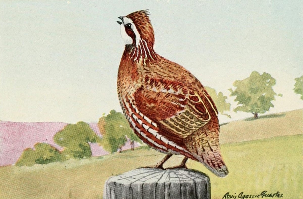 The Burgess Bird Book for Children 1919 - Fuertes | Dimensions 1528 x 1004 pixels