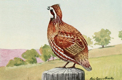 The Burgess Bird Book for Children 1919 - Fuertes | Dimensions 1528 x 1004 pixels