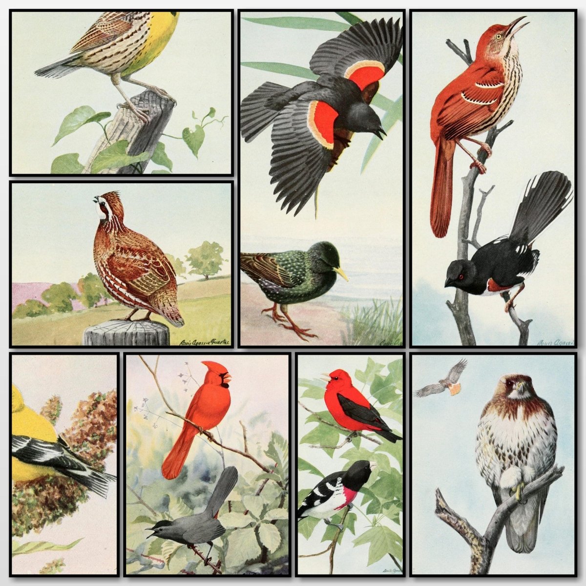 The Burgess Bird Book for Children 1919 - Fuertes | A snapshot of some of the images
