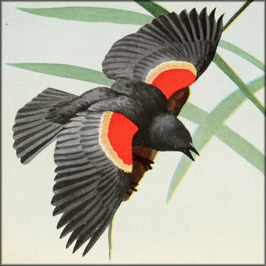 The Burgess Bird Book for Children 1919 - Fuertes | Digital Download - 35 images