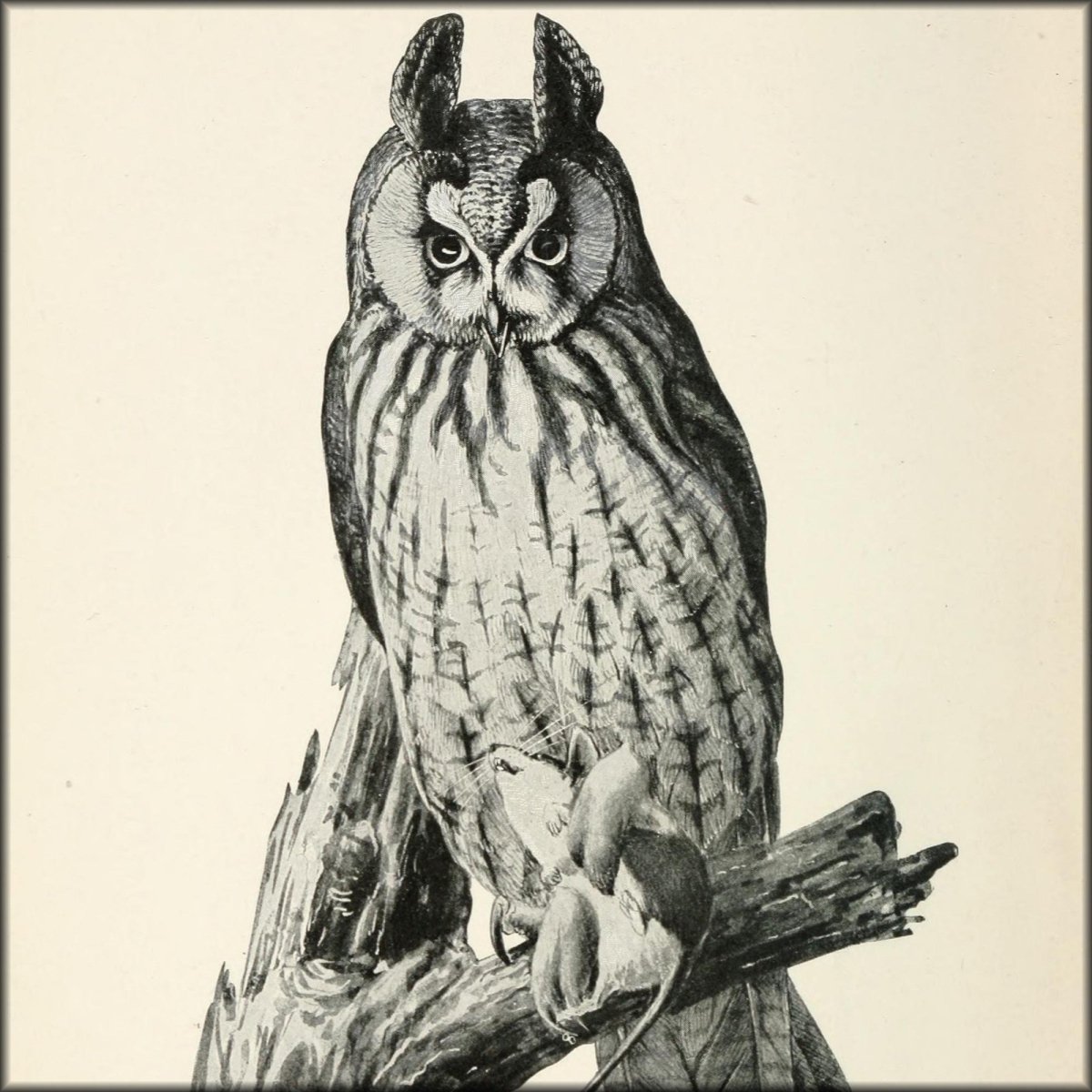 Citizen Bird 1897 - Louis A. Fuertes - 1 image | Digital Download - 1 image