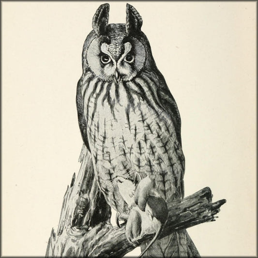 Citizen Bird 1897 - Louis A. Fuertes - 1 image | Digital Download - 1 image