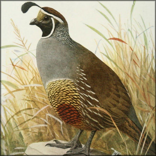 The Game Birds of California, 1918 - Brooks, Fuertes | Digital Download - 16 images
