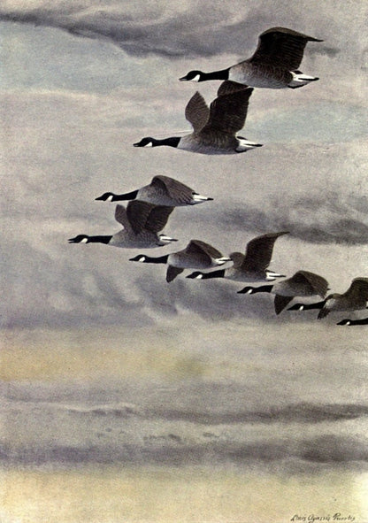 In the Open 1908 - Louis A. Fuertes - 1 image | Dimensions 1900 x 2700 pixels