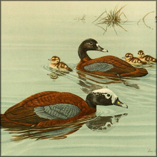 A Natural History of the Ducks v.1, 2 & 3 - Brooks, Fuertes | Digital Download - 52 images