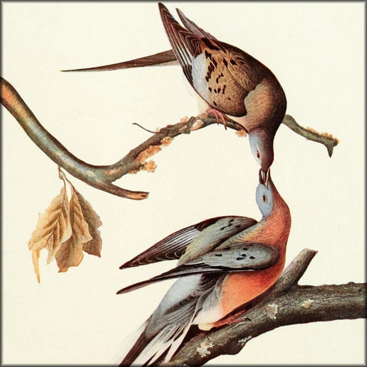 The Passenger Pigeon, 1907 - Brooks, Fuertes - 3 images | Digital Download - 3 images