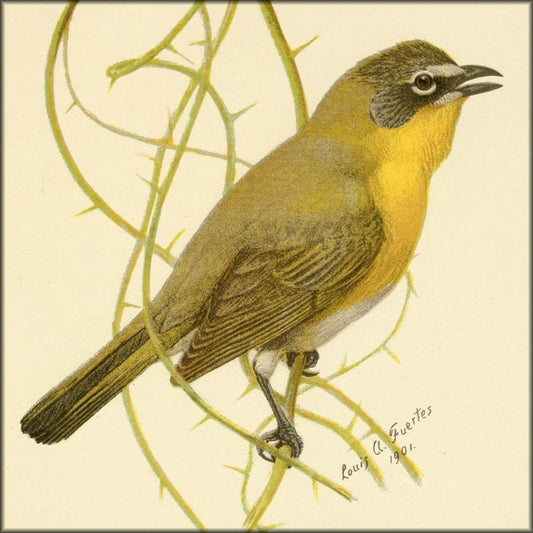 The Second Book of Birds 1901 - Louis A. Fuertes 1874-1927 | Digital Download - 8 images