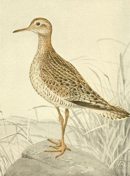 The Game Birds, Wild-fowl and Shore Birds of Massachusetts | Dimensions 1794 x 2439 pixels