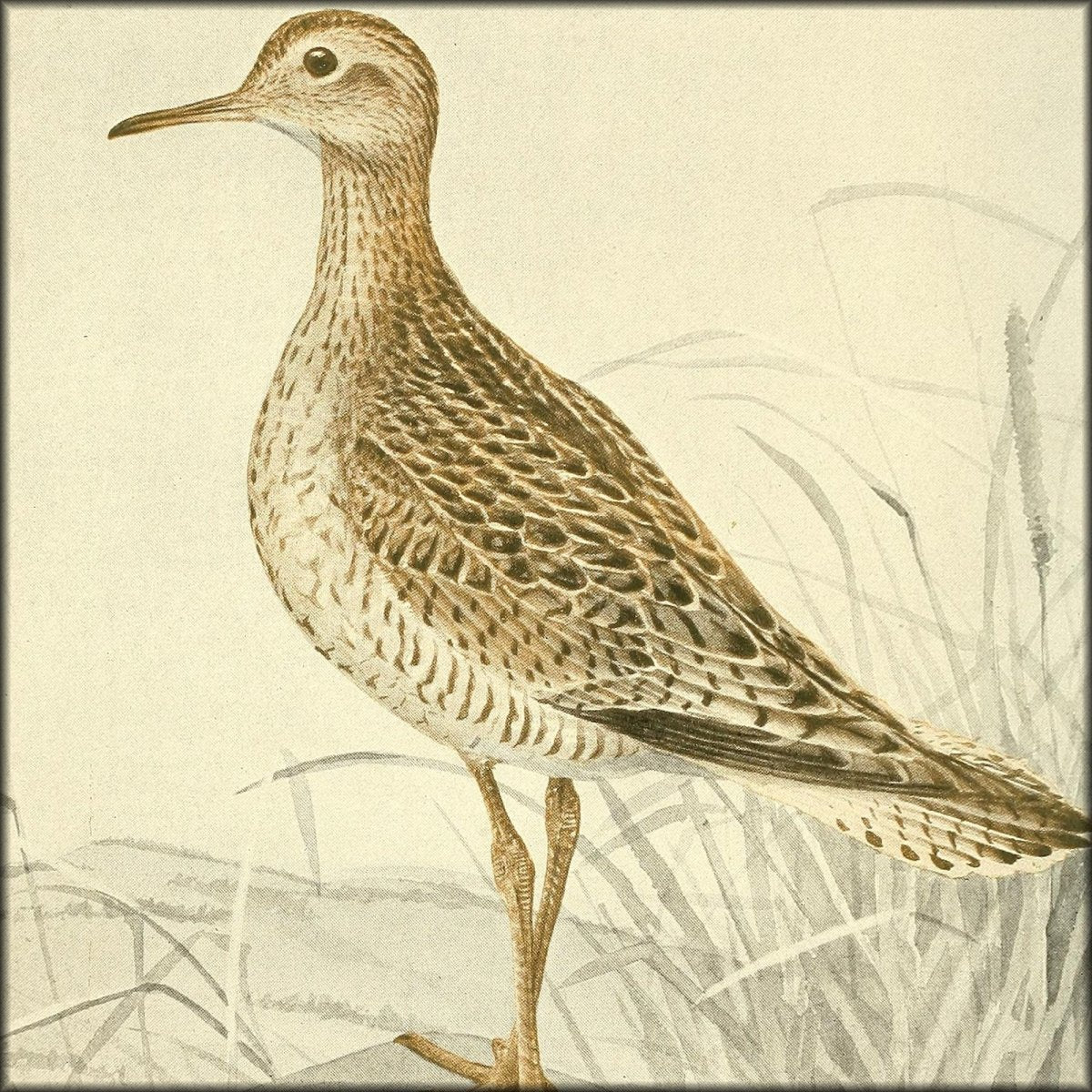 The Game Birds, Wild-fowl and Shore Birds of Massachusetts | Digital Download - 1 image