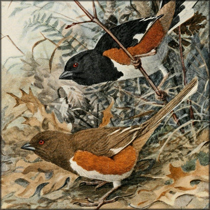 True Bird Stories 1903 - Louis A. Fuertes - 1 image | Digital Download - 1 image